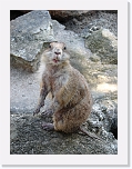 At_the _zoo (5) * 1536 x 2048 * (1.37MB)